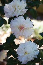 October Magic Snow Shade Garden White Flowers Flowers
