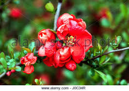 Use them in commercial designs under lifetime, perpetual & worldwide rights. Flowering Quince Chaenomeles X Superba Texas Scarlet Rosaceae Fam Stock Photo Alamy