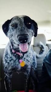 We don't care as long as you share! Willow 2 Year Old Blue Heeler German Short Haired Pointer Imgur