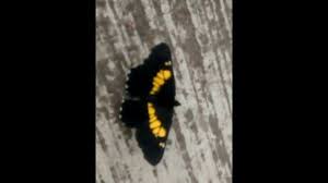 Mariposa Negro Con Amarillo By Simbiosis Tv