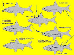 Resultat De Recherche D Images Pour Montage Peche Au Vif En Riviere Peche Images Perroquet