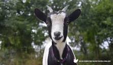 Keeping Miniature Goats as Pets - The Ultimate Guide