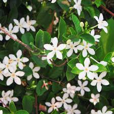 Maybe you would like to learn more about one of these? Jasmine Summer Sunset