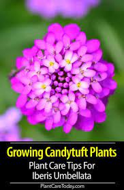 Candytuft Iberis Umbellata Delightful Flower For A Balcony And Along Borders Variety Of Flower Shades P Flowers Perennials Plant Care Purple Flowers Garden