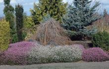 Browse banded bottom shirts, dress shirts, accessories, footwear, pants, sweaters, & much more. Erica Darleyensis Landscape Plants Oregon State University