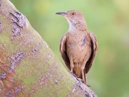 Image result for Trachyandra burkei