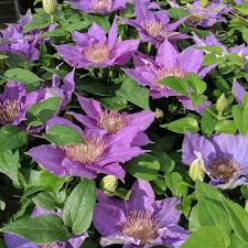 Check spelling or type a new query. Clematis Bijou Pp15991 Clematis Bijou Clematis Thumbelina Bijou Large Flowered Clematis Plant Lust