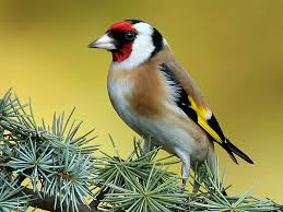 epingle par leon33 sur oiseaux maisons mangeoires chardonneret animaux et oiseaux oiseaux
