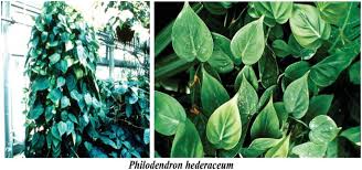 Image result for Axonopus flexuosus