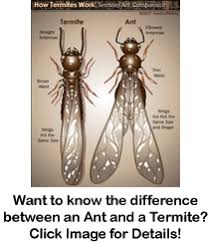 Triangle pest control offers pest control and exterminator services in holly springs and surrounding north carolina locations. Capital Pest Services Stops Termite Damage Before It Starts In Raleigh Durham Nc Capital Pest Services Inc