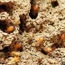 Let me start by saying that it is not for the faint of heart. Termite Control In Baton Rouge Arceneaux Pest Control
