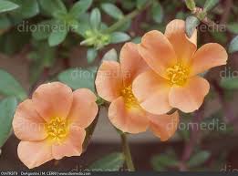 Image result for Portulacaceae