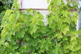 25 Winterharte Und Schnellwachsende Kletterpflanzen Rankpflanzen Gartendialog De Kletterpflanzen Rankende Pflanze Winterharte Kletterpflanzen