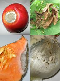 Image result for Eragrostis botryodes