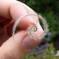 Fibonacci Evident Even In The Smallest Things Fibonacci In Nature Geometry In Nature Spirals In Nature