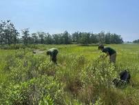 Native Seed: Collecting & Harvesting