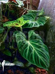 Philodendron Verrucosum Philodendron Plant Plants Philodendron