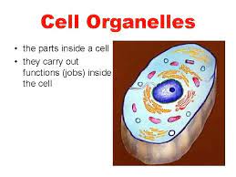 Check spelling or type a new query. Animal And Plant Cells And Organelles Animal Cell