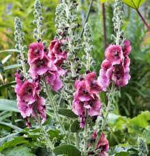 Image result for Viscum shirense