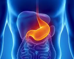 Cuanto Tarda Nuestro Organismo En Digerir Diferentes Tipos De Alimentos Y Por Que Es Vital Sabe En 2020 Ejercicios Para El Dolor De Rodilla Estomago Dolor De Estomago
