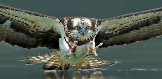 The 7 Best Cameras For Wildlife Photography 2021 Bird Watching Hq