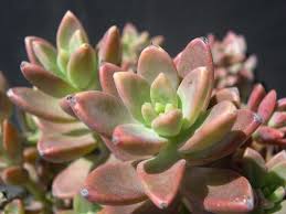 Pin On Graptosedum Vera Higgins