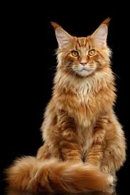 Maine Coon Notebook: Dot Grid Journal, Softcover (6x9 inches) with 120  Pages: Power, Maine Coon: 9781796208641: Amazon.com: Books