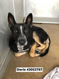 I'm 23 and have had pets all of my life. Fort Worth Tx German Shepherd Dog Meet Dario A Pet For Adoption Pet Adoption Dogs Pets