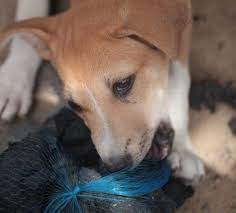 My Dog Ate Charcoal What Should I Do Our Fit Pets