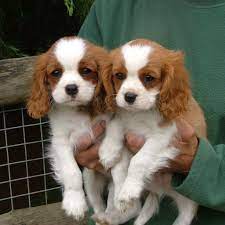 Miniature Spaniel Breeds World Of Animal King Charles Puppy King Charles Dog King Charles Cavalier Spaniel Puppy