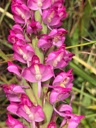 Image result for Disa welwitschii