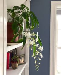 Image result for Clerodendrum abilioi