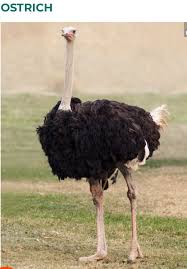 Kiwi Emu Birds That Cannot Fly Pin By Patb On Animals And Pets Ostriches Pet Birds African Animals