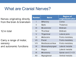 cranial nerves matt vreugde ppt video online download