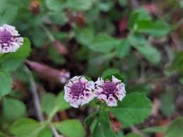 Image result for Phyla nodiflora