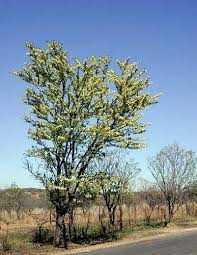 Image result for Acacia robusta