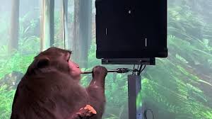But there aren't that many games for kids younger than 3. Elon Musk Loses Neuralink Chief After Revealing He Wired A Monkey To Play Video Games With Its Mind