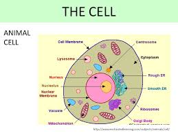 Check spelling or type a new query. The Cell What Does This Mean The Basic Unit Of Live That It Is Capable Of Surviving By Itself Every Organism On The Planet Is Formed By Cells And It Ppt