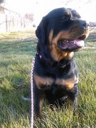 Check spelling or type a new query. German Rottweiler S Home Facebook