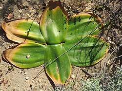 Image result for Brunsvigia