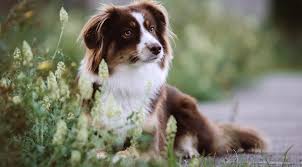 Mutter australien shepherd mit eisblauen augen. Australian Shepherd Unterschatzter Modehund Martin Rutter Dogs Recklinghausen Herten