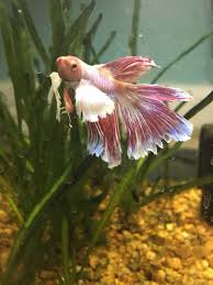 The betta fish has long, flowing tails. Gold Betta Fish For Sale Unique Fish Photo