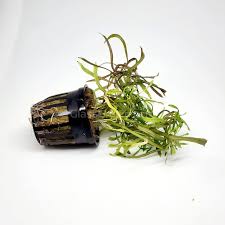 Image result for Pogostemon aquaticus