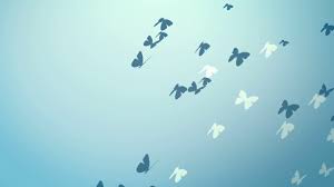 Jul 30, 2021 · lupine. Background Butterfly Youtube