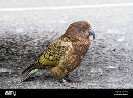 Image result for Cliffortia nitidula