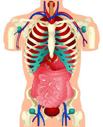 Resultado de imagen para Lifestyle decisions affect how body systems work, impacting health and survival.