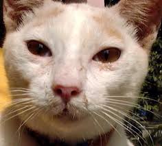 Cara merawat kucing flu, selsema, hidung berair, berhingus. Hidung Berair Di Kucing Punca Dan Rawatan