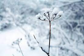 Contact @/fundsforbangtan on twt if you can't swing the cost now that everyone is whipped by iu's eight, i'd love to remind you too of how insane the vocal and rap winter flower serving. Winter Flowers Plant Free Photo On Pixabay
