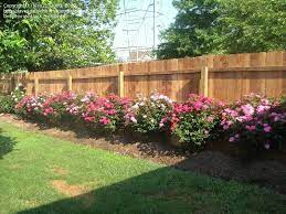 In spring remove any dead, broken or damaged branches. Plantfiles Picture 28 Of Shrub Rose Knockout Rosa Small Rose Garden Ideas Rose Garden Design Garden Layout