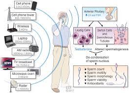 Electromagnetic Radiation Safety Effect Of Mobile Phones On Sperm Quality